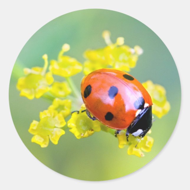 Sticker Rond femme au sommet (Devant)
