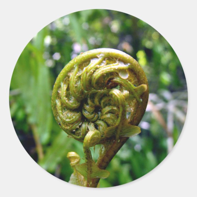 Sticker Rond Fern Frond (Devant)