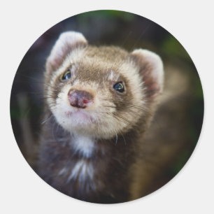 Sticker Rond Ferret