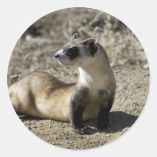 Sticker Rond Ferret à pied noir (captif)