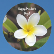 Fête des mères Plumeria jaune et blanc Photo