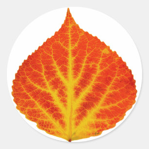 Sticker Rond Feuille d'Aspen rouge et jaune #10