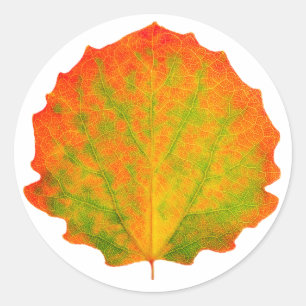 Sticker Rond Feuille d'automne de Aspen