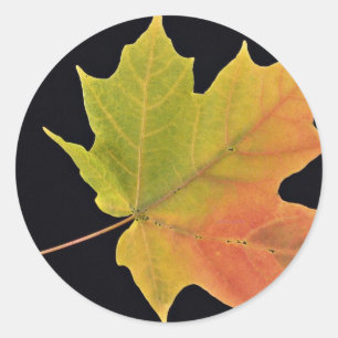 Sticker Rond Feuille de inspiration d'érable à sucre