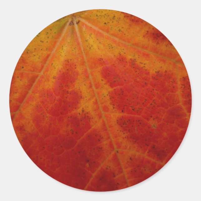 Sticker Rond Feuille d'érable rouge Abstraite Automne Photograp (Devant)