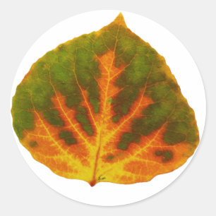 Sticker Rond Feuille vert orange et jaune d'Aspen #1