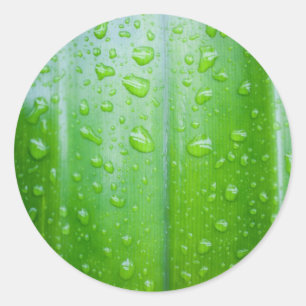Sticker Rond Feuille verte avec gouttes d'eau