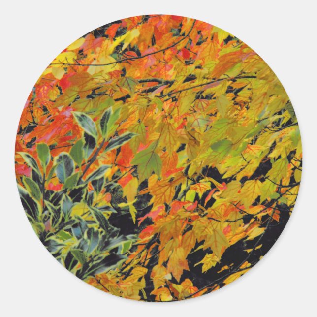 Sticker Rond Feuilles d'automne (Devant)
