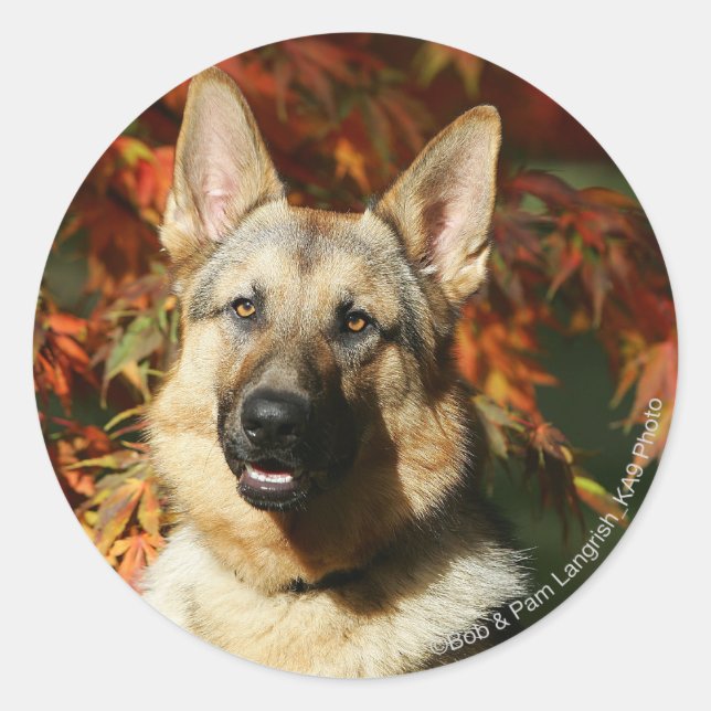 Sticker Rond Feuilles d'automne du berger allemand (Devant)