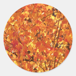 Sticker Rond Feuilles d'automne sur arbre - photo.
