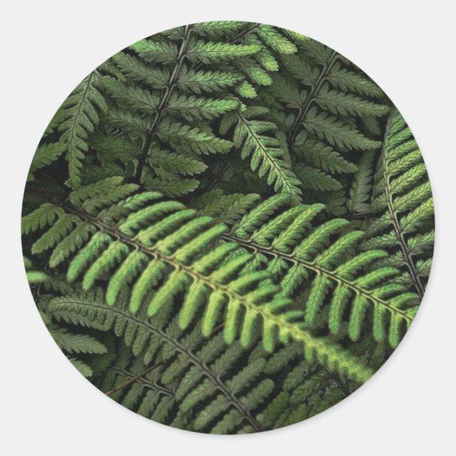 Sticker Rond Feuilles de fougère verte (Devant)