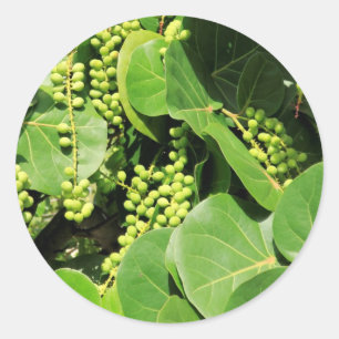 Sticker Rond Feuilles de raisins de mer et baies