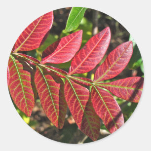 Sticker Rond Feuilles De Sumac À L'Automne