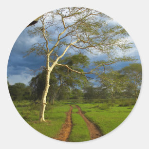 Sticker Rond Fever Tree (Acacia Xanthophloea) sur Dirt Track