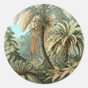 Sticker Rond Filicinae par Ernst Haeckel, Plantes de fougères v