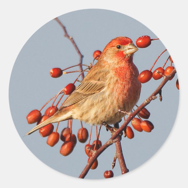 Sticker Rond Finch maison avec Berries Hawthorn (Devant)