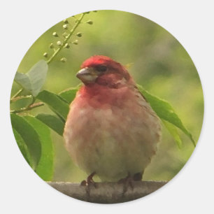 Sticker Rond Finch pourpre