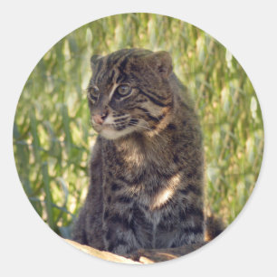 Sticker Rond FishingCat007
