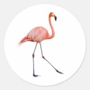 Sticker Rond Flamant rose rose