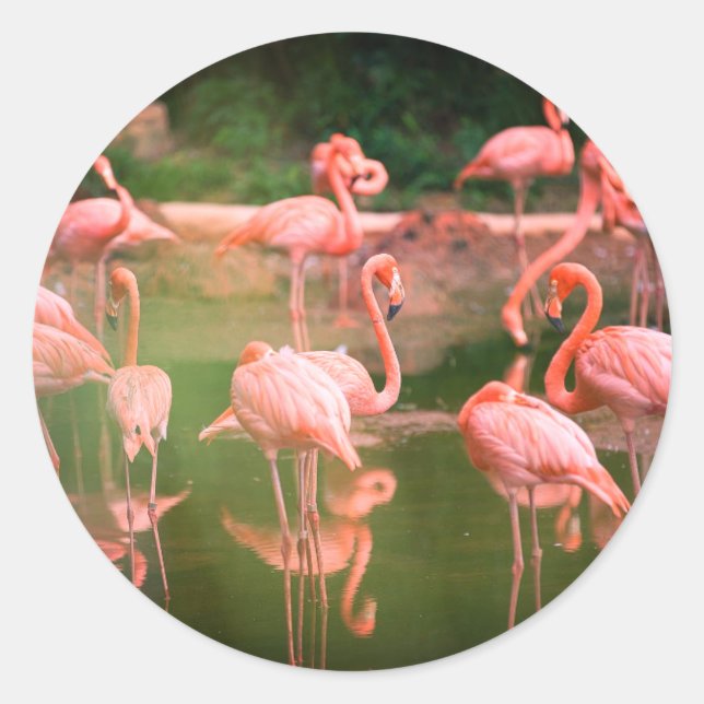 Sticker Rond Flamant rose rose (Devant)