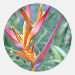 Sticker Rond Fleur améliorée d'Heliconia