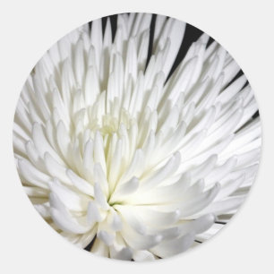 Sticker Rond Fleur blanche Chrysanthemum Fleur Fleurs Photo