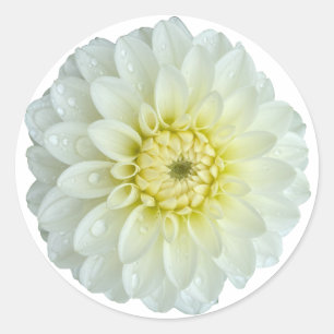 Sticker Rond Fleur blanche Dahlia