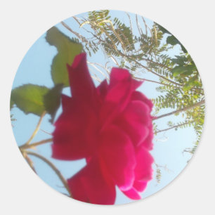 Sticker Rond Fleur céleste : Un Rose contre le ciel