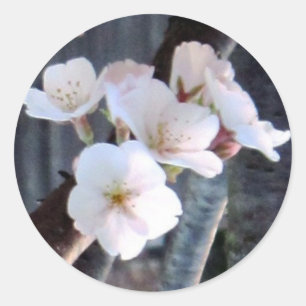Sticker Rond Fleur cerisier