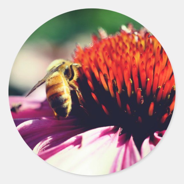 Sticker Rond Fleur d'abeilles au miel occupée (Devant)