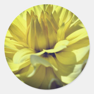 Sticker Rond Fleur Dahlia Jaune