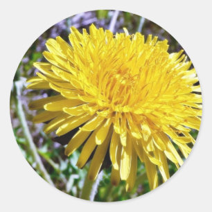 Sticker Rond Fleur Dandelion Dans L'Herbe
