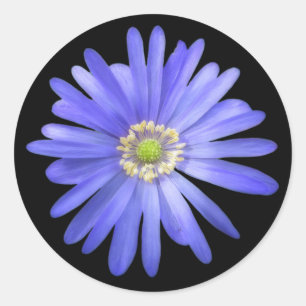 Sticker Rond Fleur d'anémone Bleue Élégante