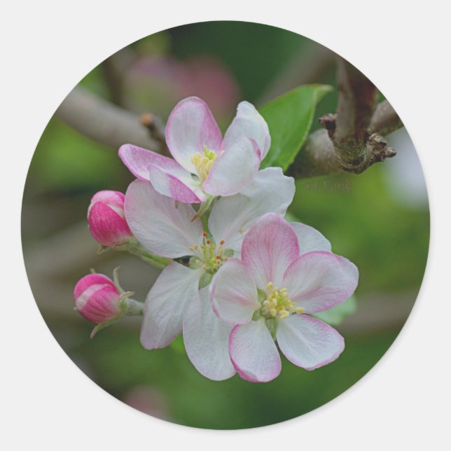 Sticker Rond Fleur d'Apple (Devant)