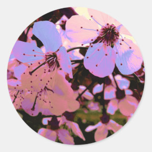 Sticker Rond Fleur de cerisier rose