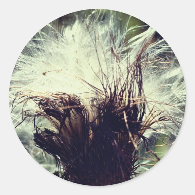 Sticker Rond Fleur de chardon (Devant)