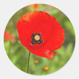 Sticker Rond Fleur de crapaud rouge