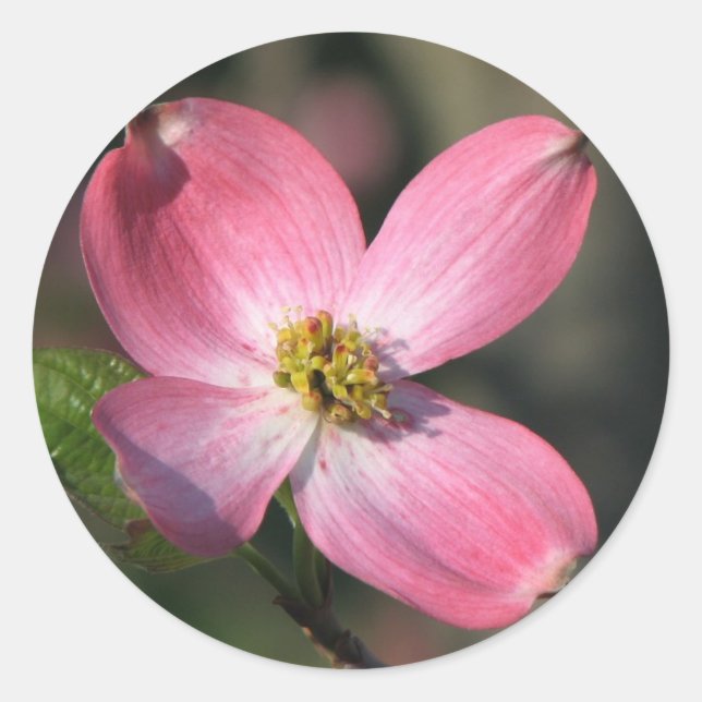 Sticker Rond Fleur de Dogwood rose (Devant)