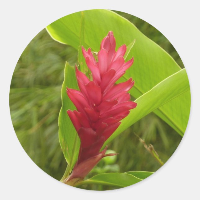 Sticker Rond Fleur de gingembre rouge (Alpinia) tropicale (Devant)