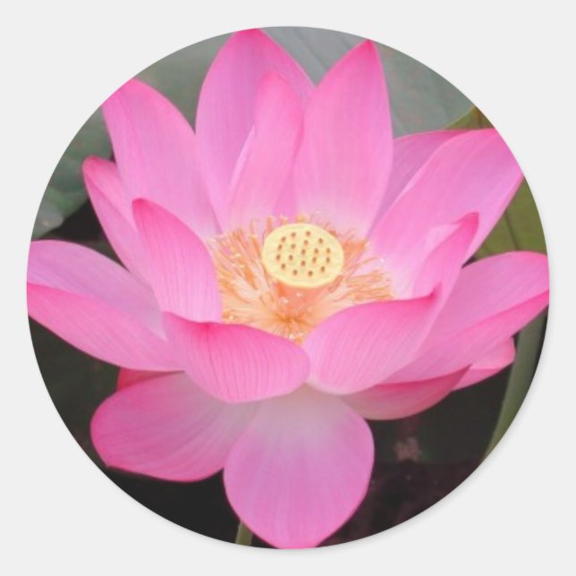 Sticker Rond Fleur De Lotus Rose En Fleur (Devant)