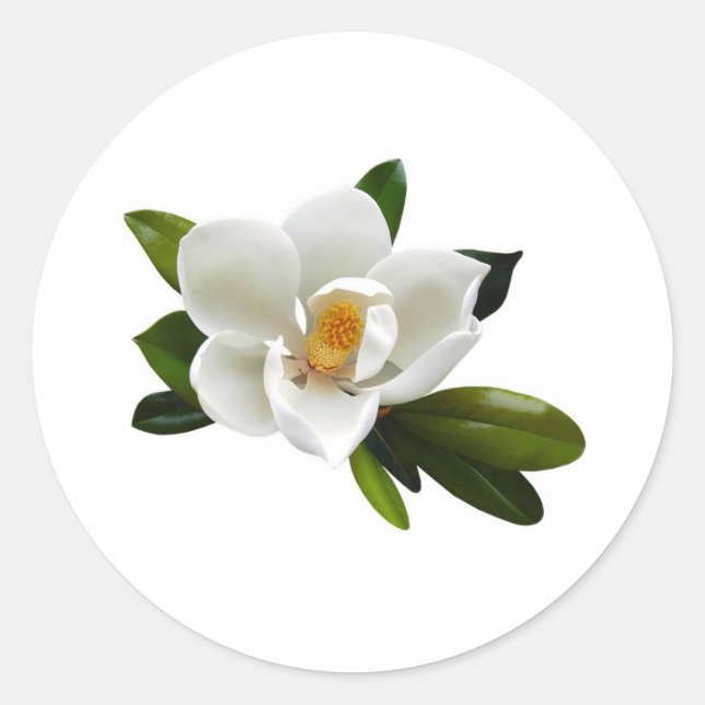 Sticker Rond fleur de magnolia blanche (Devant)