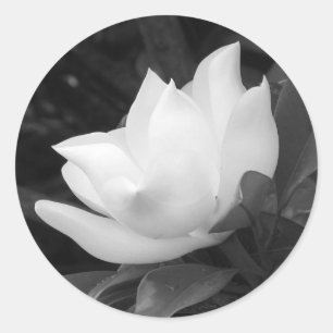 Sticker Rond Fleur de magnolia du sud