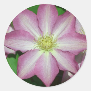 Sticker Rond Fleur de printemps Clematis rose et blanc