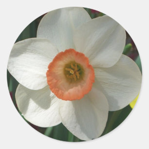 Sticker Rond Fleur de printemps de jonquille rose