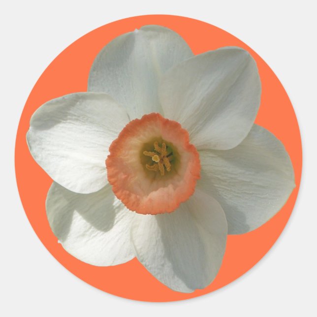 Sticker Rond Fleur de printemps de jonquille rose (Devant)