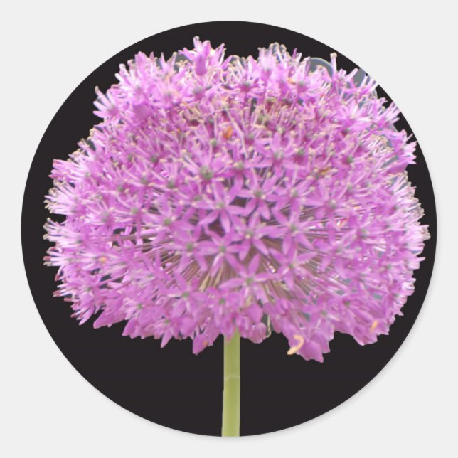 Sticker Rond Fleur de printemps d'été Illium - Conception irlan (Devant)