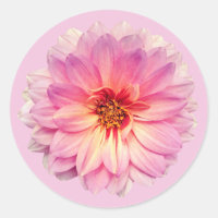 Fleur de Zinnia rose