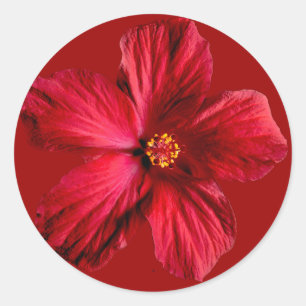 Sticker Rond Fleur d'Hibiscus rouge