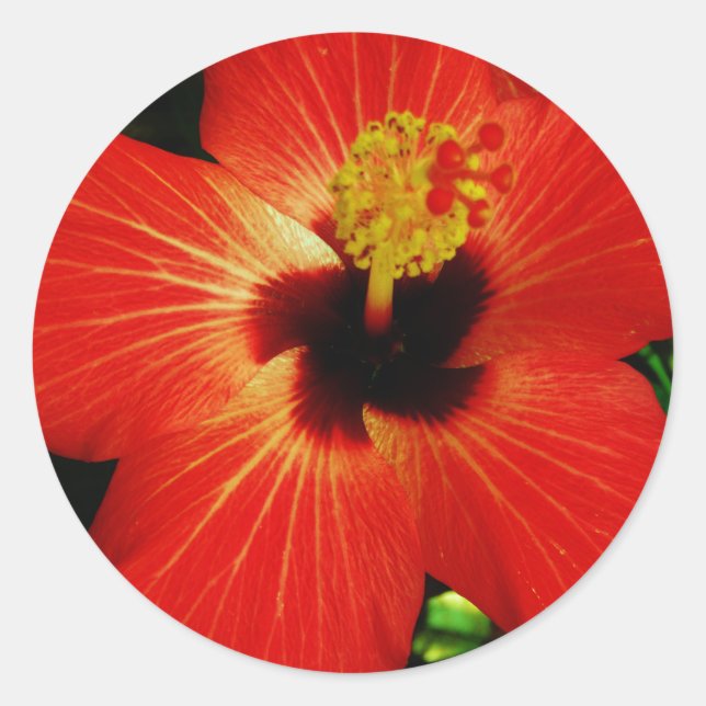 Sticker Rond Fleur d'Hibiscus rouge-orange (Devant)
