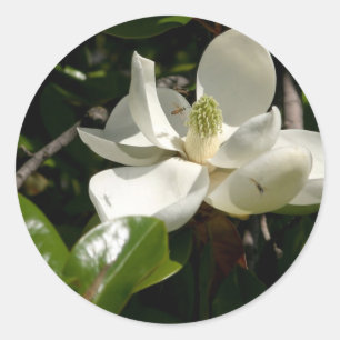 Sticker Rond Fleur fraîche de Magnolia
